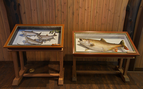 中禅寺湖のマス剥製展示コーナー