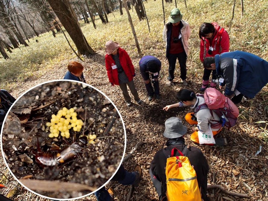 【令和6年4月21日(日)　シリーズ～面白い虫をさがそう！】昆虫界一の親子愛「コブハサミムシ」