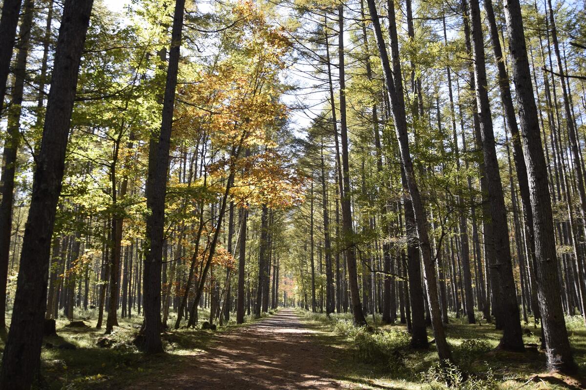 【令和5年10月22日(日)　巨木の森を歩こう！】西ノ湖・千手ヶ浜ハイキング
