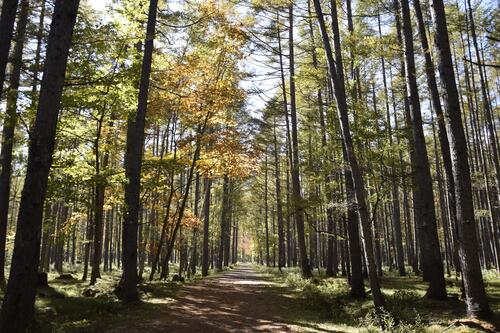 【令和5年10月22日(日)　巨木の森を歩こう！】西ノ湖・千手ヶ浜ハイキング