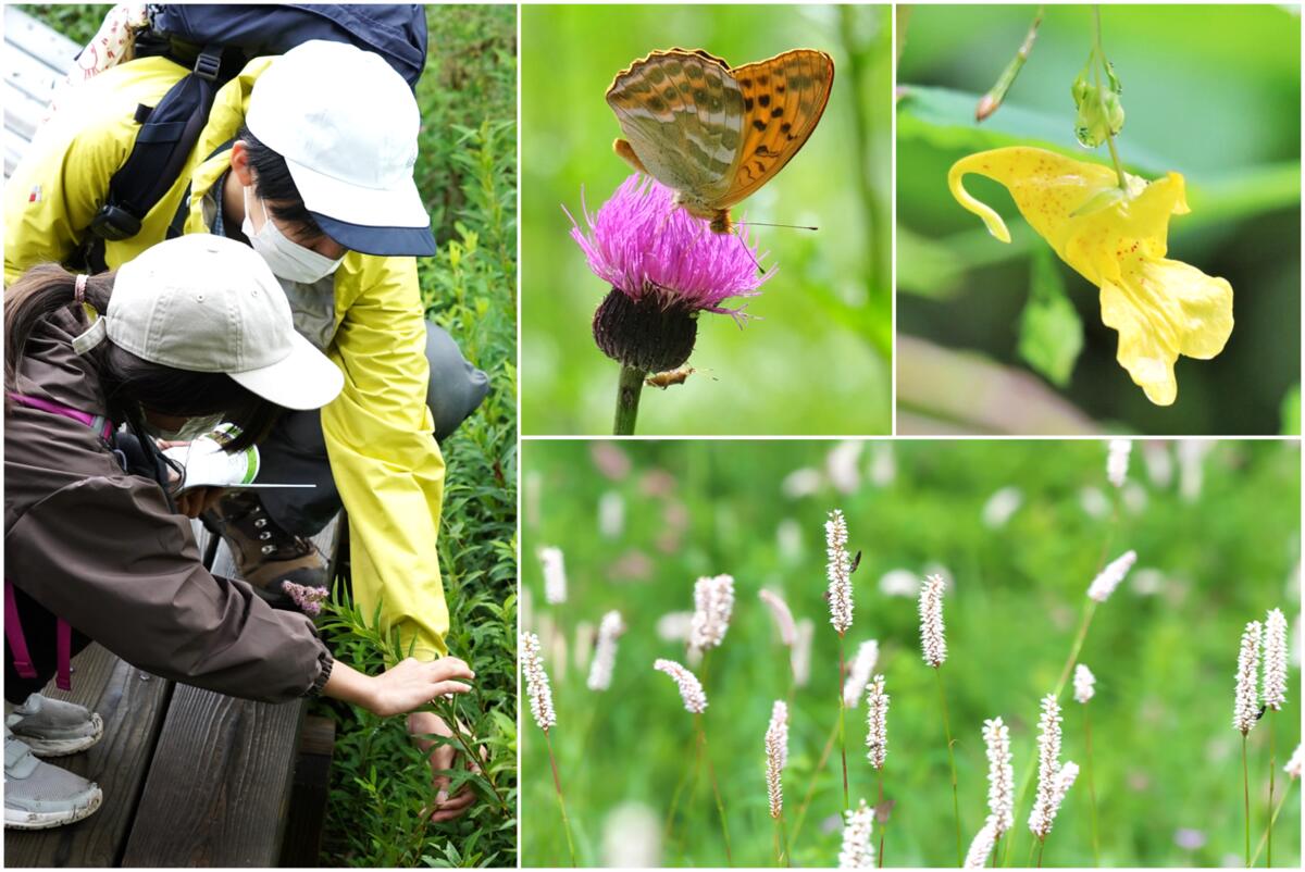【令和6年7月14日(日)、21日（日）　植物がもっと好きになる！】お花ちゃんとフラワーハイキング