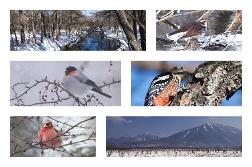 【令和8年1月15日(木)　初心者大歓迎！】バードウォッチング教室