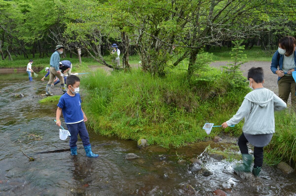 【令和7年7月30日(水)　夏の昆虫展連動】カッチカチのコウチュウ観察会～水生コウチュウ辺～