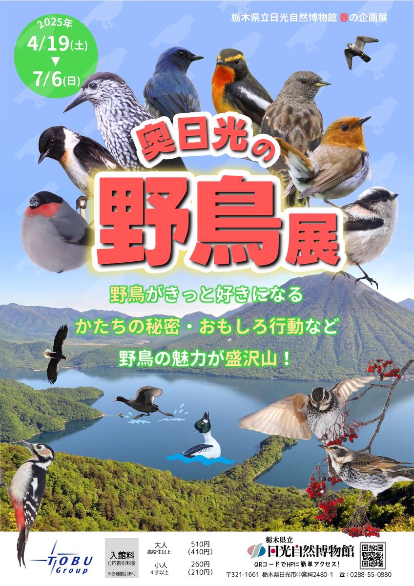 令和7年春の企画展「奥日光の野鳥展」4/19(土)より開催