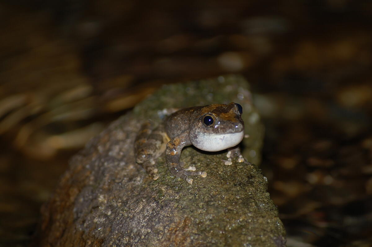 【令和7年6月21日(土)　夜の世界を探検！】中禅寺湖で夜の生きもの探し！