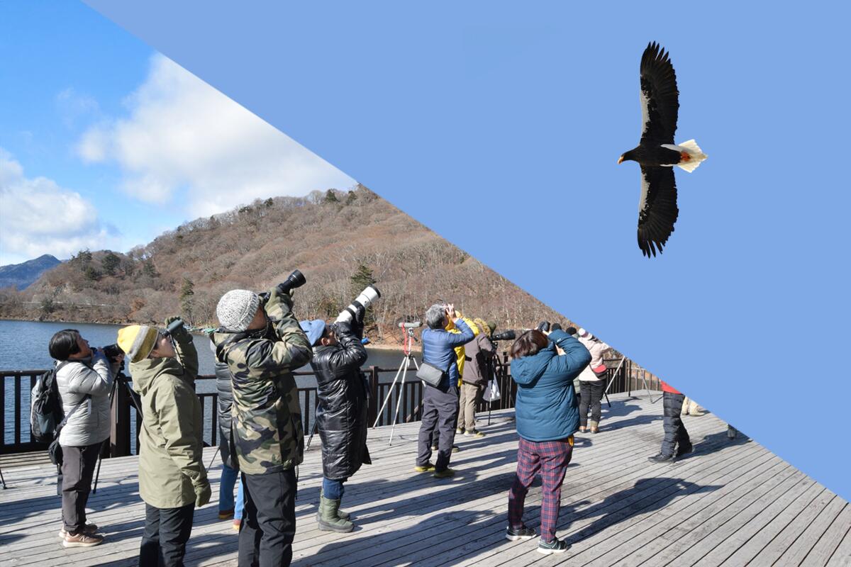 【令和7年12月7日(日)、20日(土) バードウォッチング初心者大歓迎！】冬空に舞う・中禅寺湖空の王者、オオワシ・オジロワシをさがそう！