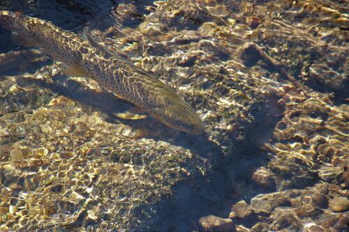 【令和7年11月23日(日)千手ヶ浜・トラウト‘’ウォ‘’ッチング！【モニターツアー】
