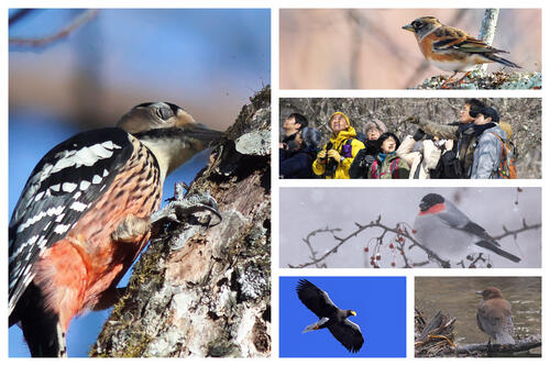 【令和7年12月5日(金)　ベテランガイドほぼ貸切】バードウォッチング教室