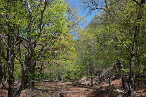 【令和8年5月23日(日)　まばゆい緑に包まれる！奥日光・新緑トレッキング】