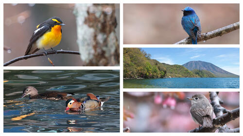 【令和8年5月10日(日)　ベテランガイドほぼ貸切】バードウォッチング教室