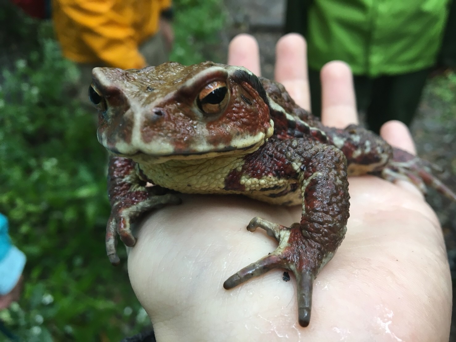 いざ 西ノ湖へ 生きもの編 日光自然博物館 2