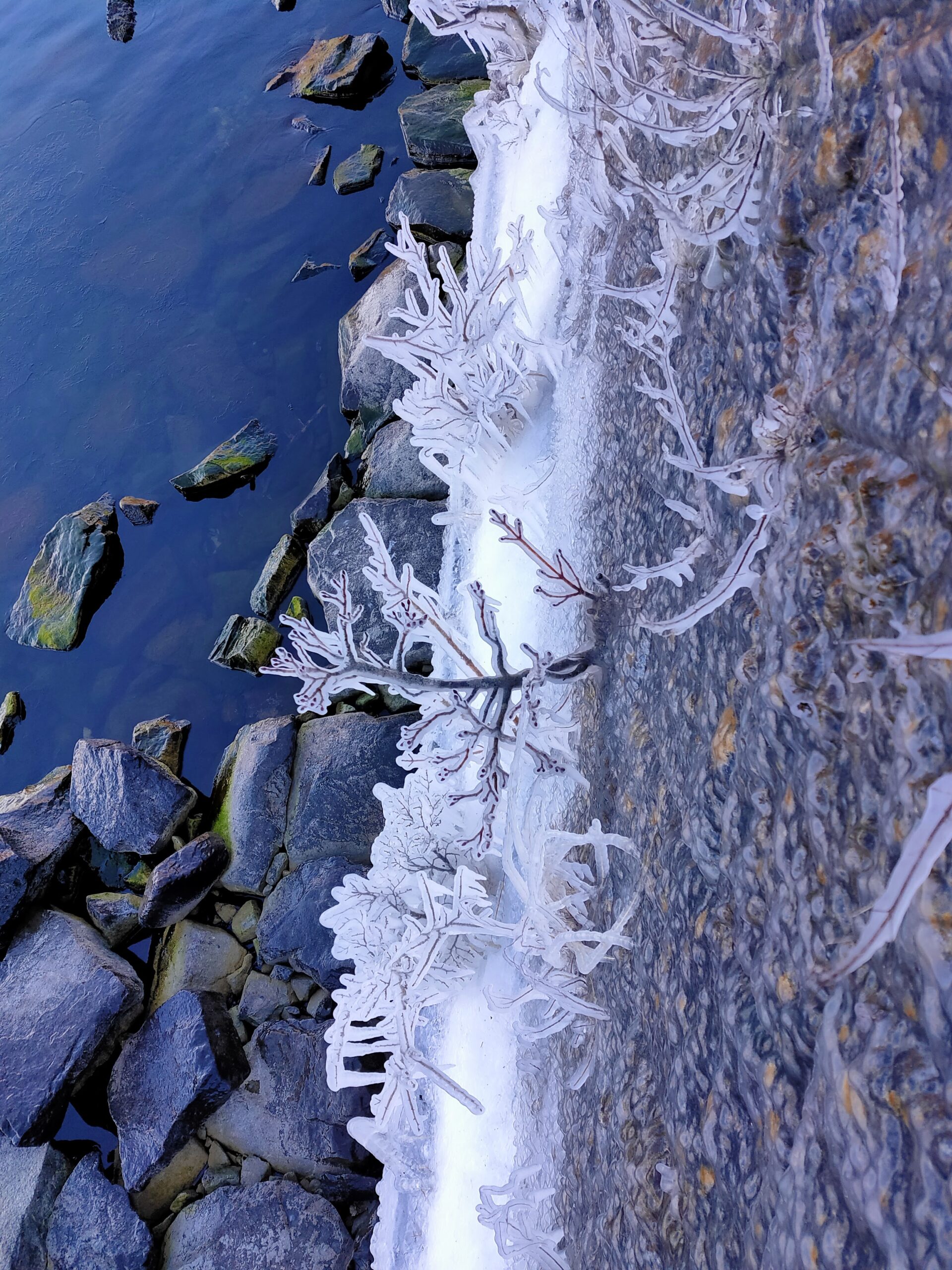 中禅寺湖のしぶき氷の様子は 日光自然博物館 2