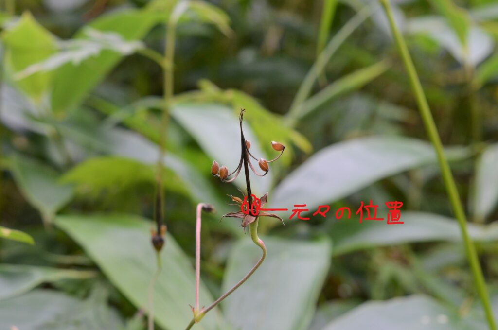 果実にも注目 日光自然博物館 2 果実にも注目 日光自然博物館 2